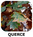 QUERCE